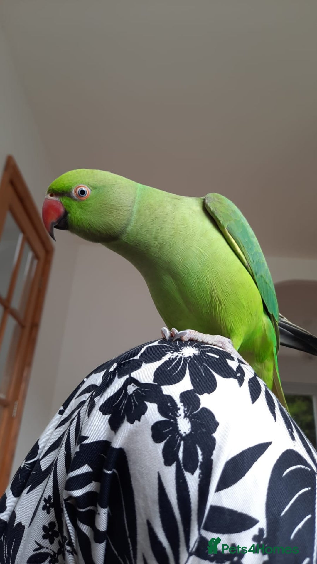 Parrots birds for sale: Indian Ringneck talking parrot + Cage + Toys - Advert 3
