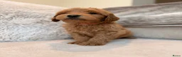 Goldendoodle dogs for sale: Super Quality Doodles  - Advert 33