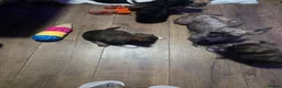 Mixed Breed dogs for sale: Frenchie x chihuahua puppies 2 boys 2 girls - Advert 5