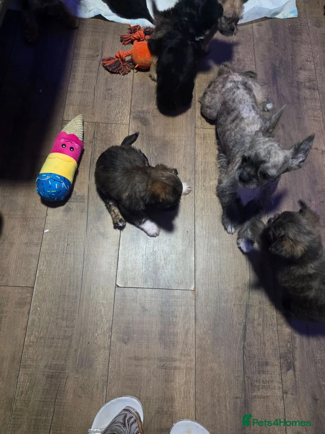 Mixed Breed dogs for sale: Frenchie x chihuahua puppies 2 boys 2 girls - Advert 5