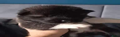 Akita 7