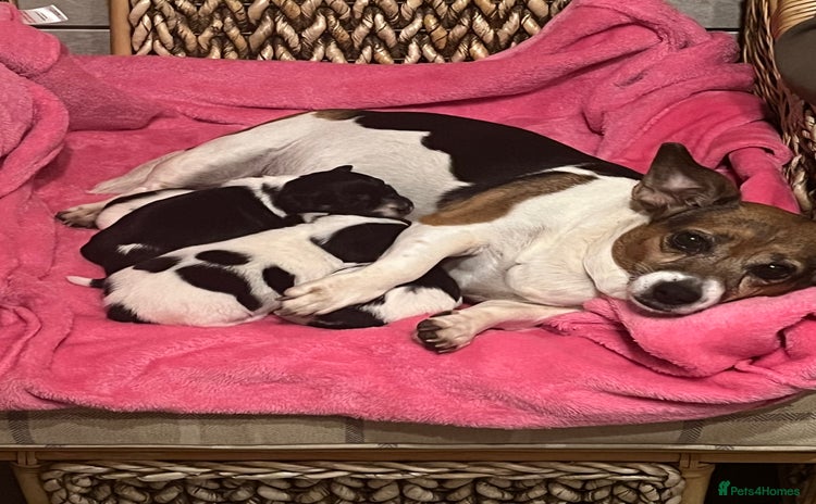Jack Russell dogs - Advert 9