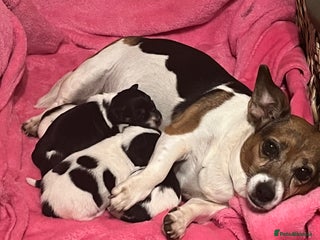 Jack Russell dogs - Advert 3
