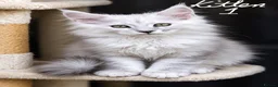 Maine Coon cats for sale: Shaded pure bread maine coons - Advert 1