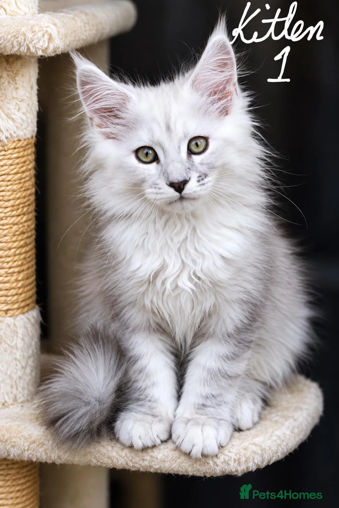 Maine Coon cats for sale: Shaded pure bread maine coons - Advert 1