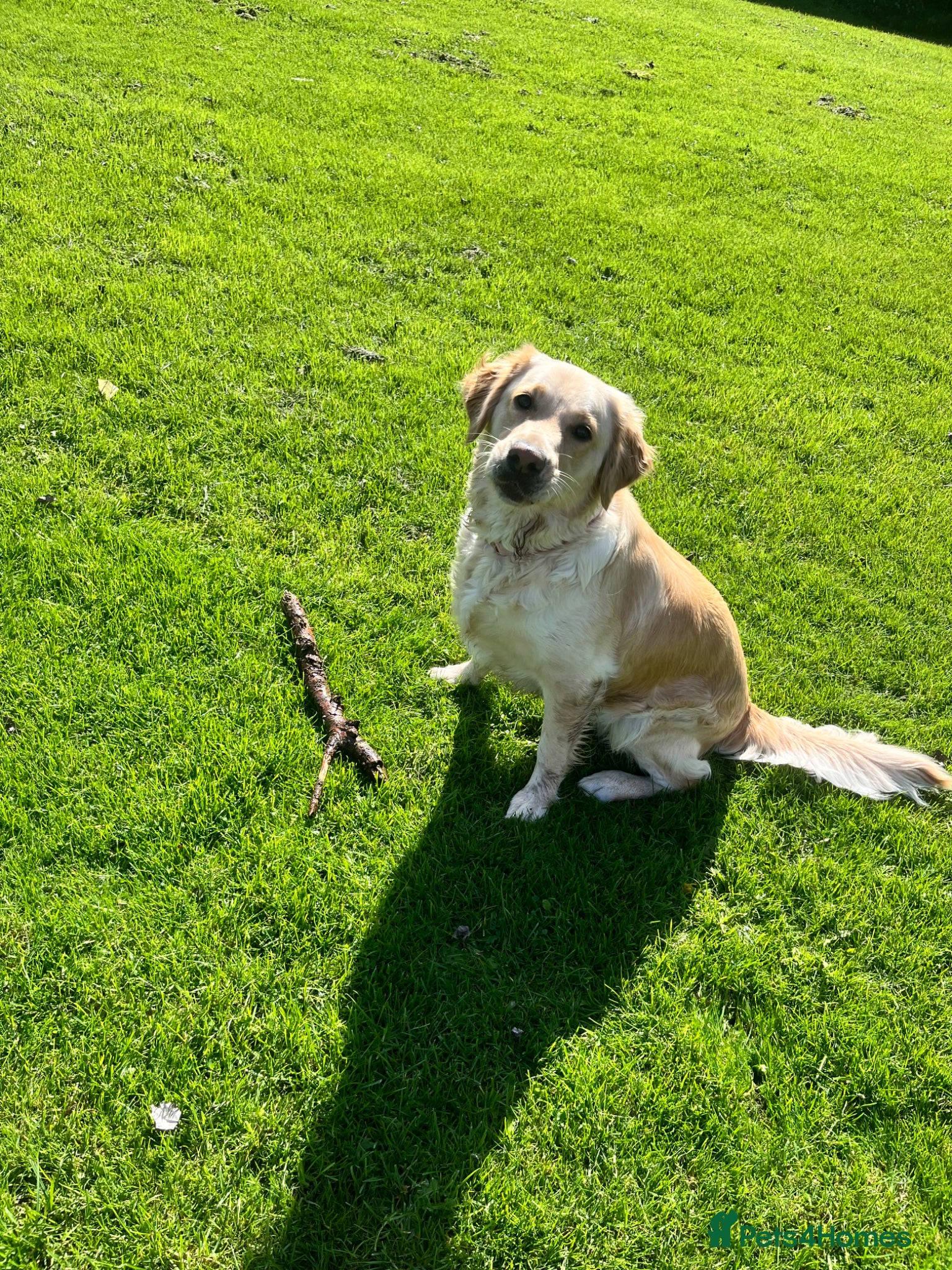 Goldador dogs Lottie 3 year old Goldador - Advert 4