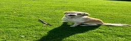 Goldador dogs for sale: Lottie 3 year old Goldador - Advert 1