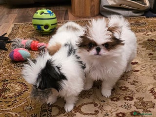 Japanese Chin dogs Japanese chin puppy - Advert 6