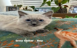 Ragdoll cats for sale: 4 cute fluffy Ragdoll Kittens - Advert 11