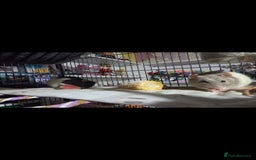 Rat rodents for sale: 4 bonded female rats  - Image 6
