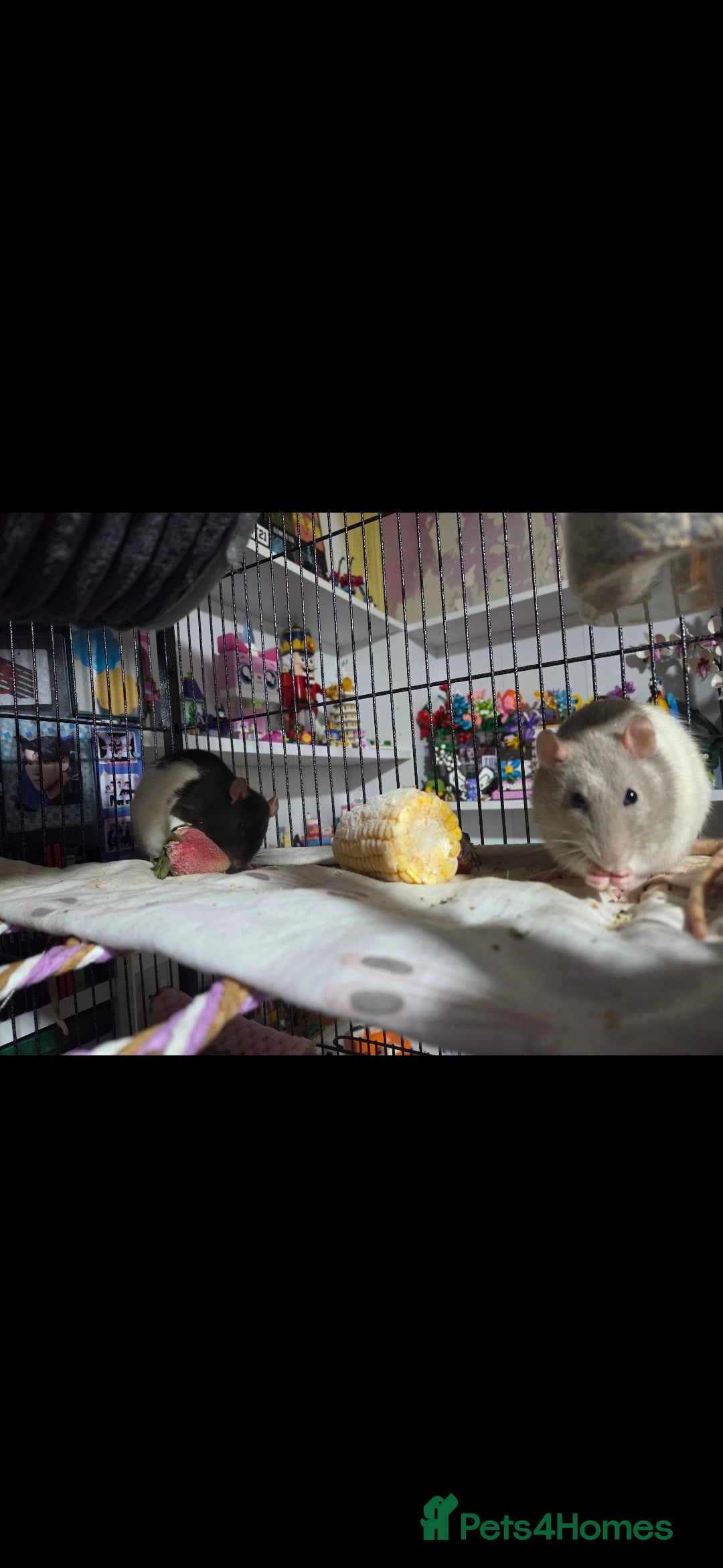 Rat rodents for sale: 4 bonded female rats  - Image 6