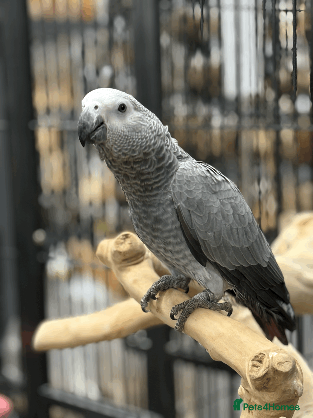 Parrots birds for sale: Beautiful Handreared Baby African Greys  - Advert 4