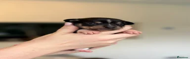 Chihuahua Puppy 3