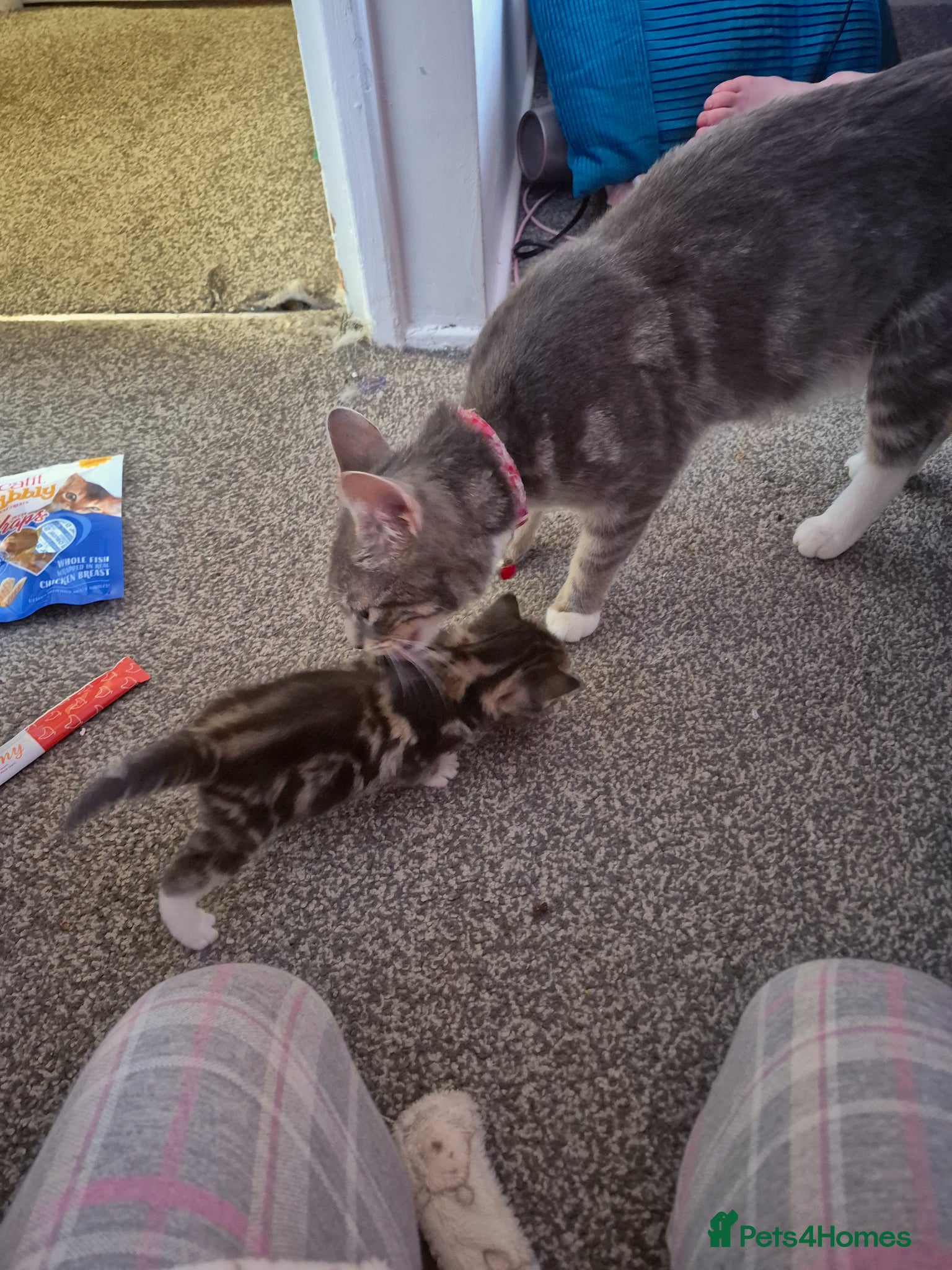 Domestic Shorthair cats for sale: 4 gorgeous kittens.  - Advert 15