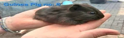 Guinea Pig rodents for sale: Cute 6 week old male guinea pigs - ginnywiggles - Advert 11