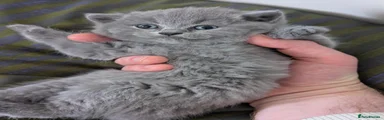 British Shorthair 1
