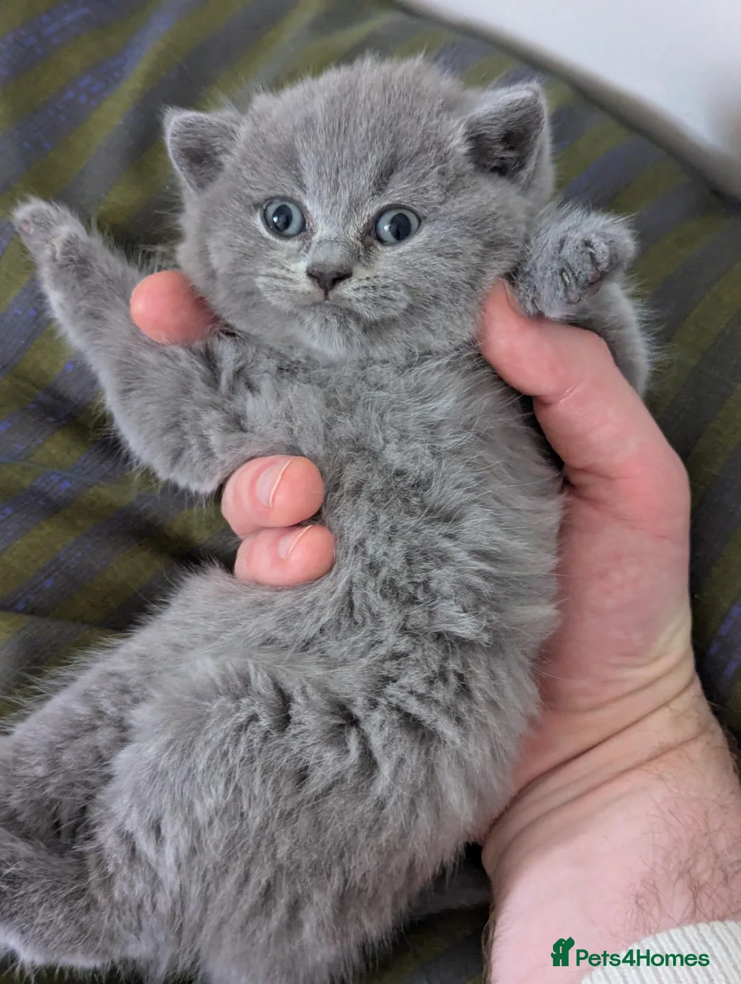 British Shorthair cats for sale: Beautiful British Shorthairs in Blackburn - Advert 2