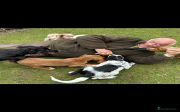 Cocker Spaniel dogs for sale: Working cocker spaniels puppies  - Image 25