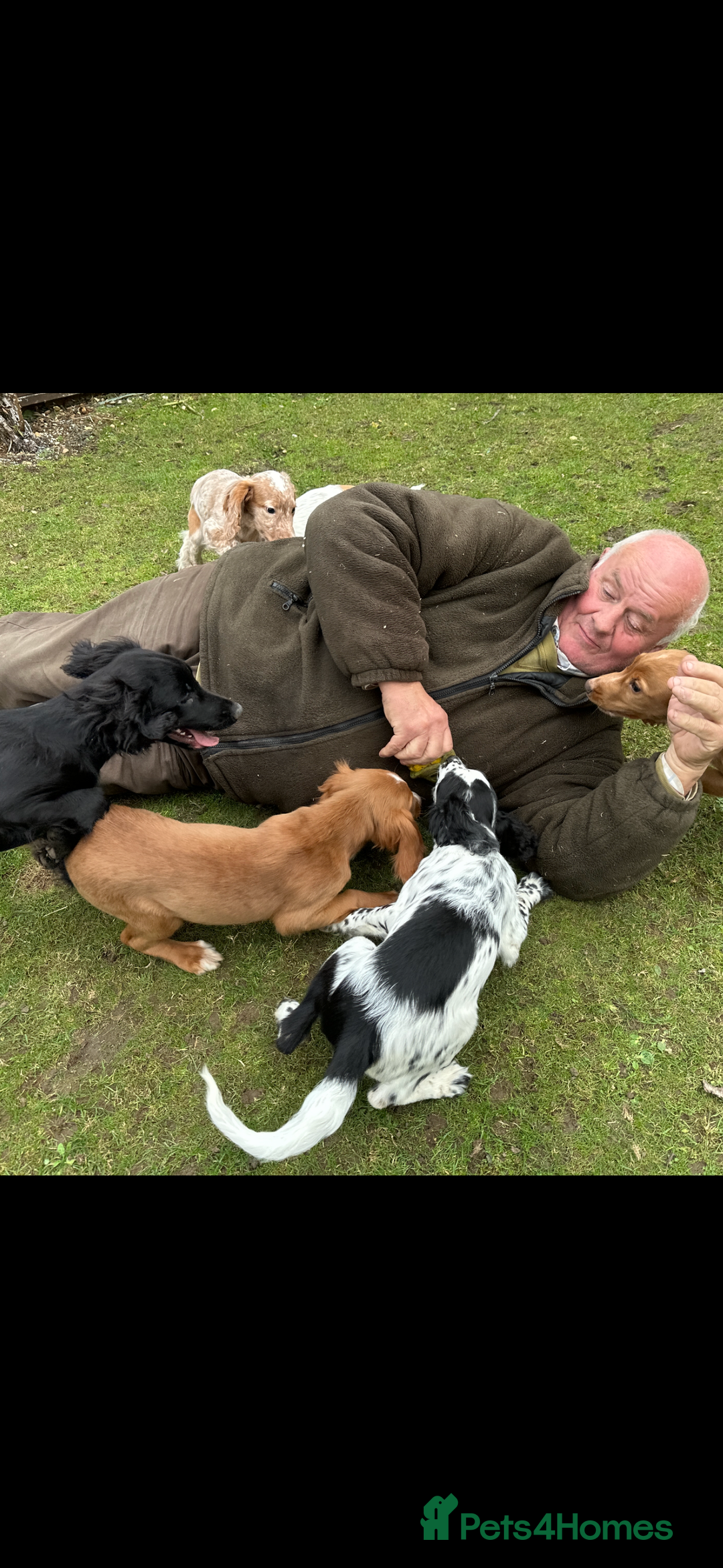 Cocker Spaniel dogs for sale: Working cocker spaniels puppies  - Image 25