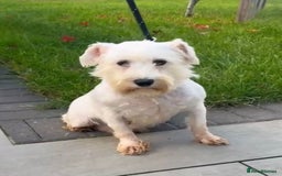 Miniature Schnauzer dogs for sale: Miniature Shchnauzer girl looking new home - Image 4