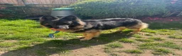 German Shepherd dogs for stud: Family German Shepherd Stud London - Advert 3