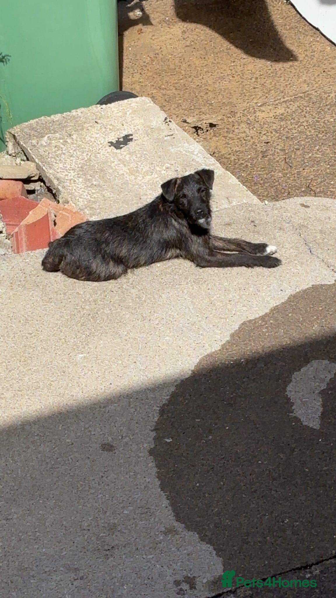Patterjack dogs for sale: Here is my friendly loving pup cracker  - Advert 6