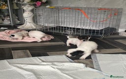 Jack Russell dogs for sale: 3 traditional Jack Russell boys  - Image 5