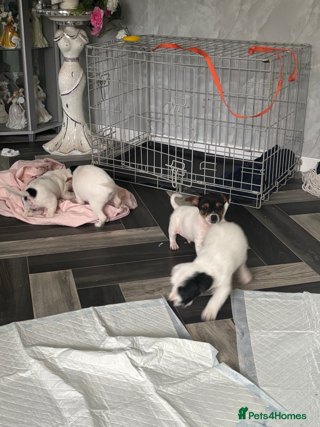 Jack Russell dogs for sale: 3 traditional Jack Russell boys  - Image 5