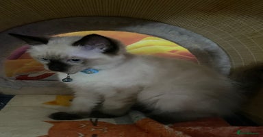 Ragdoll cats - Advert 8