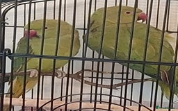 Ringnecks birds for sale: Ringnecks - Image 2