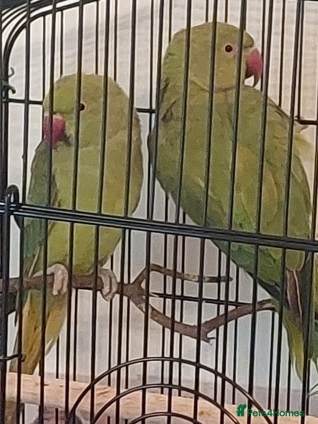 Ringnecks birds for sale: Ringnecks - Image 2