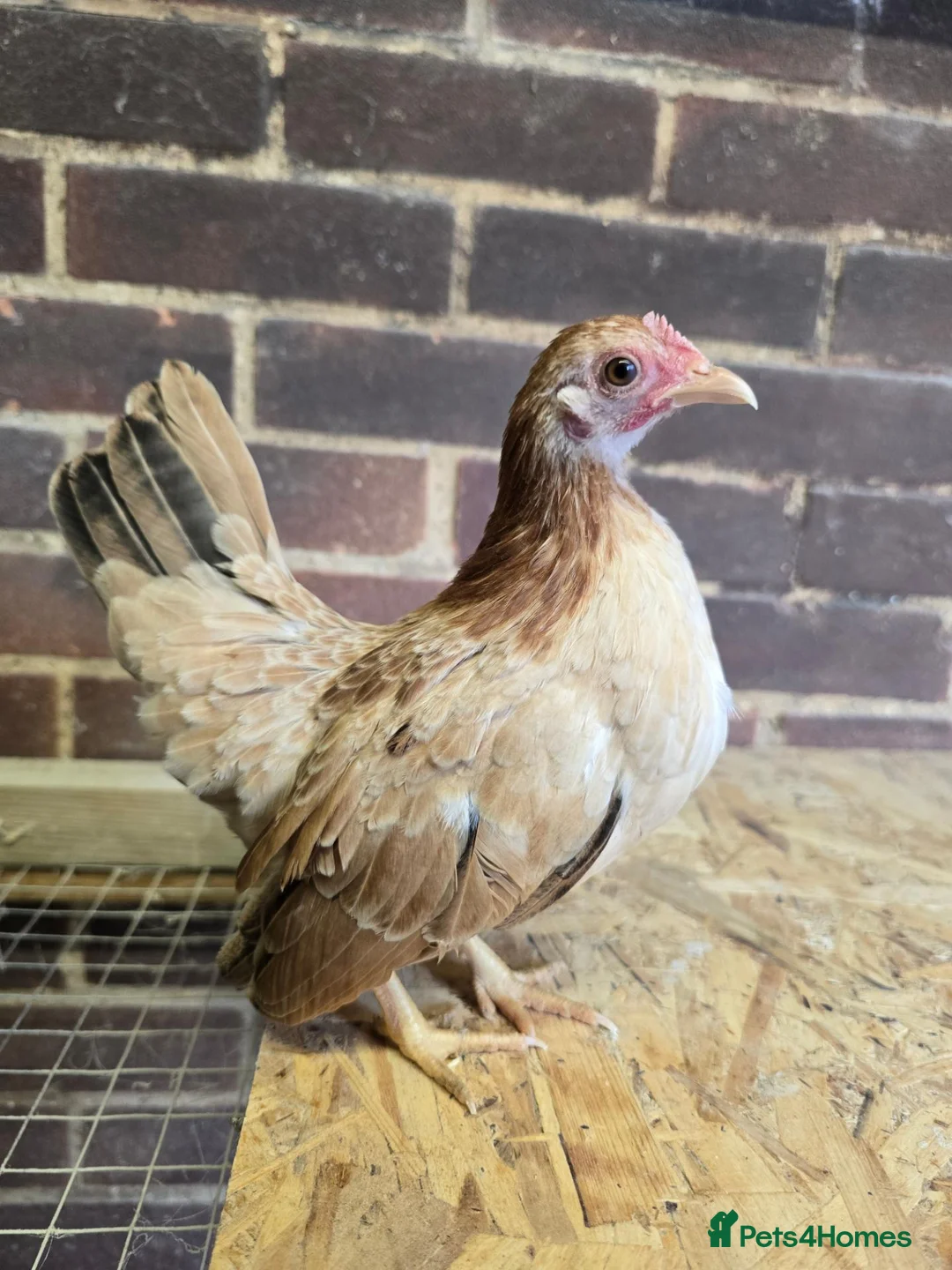 Chickens poultry for sale: Serama Pullets POL - Advert 2