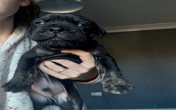 Mixed Breed dogs for sale: Reduced 1 boy left  £600       cane corso cross  - Image 7