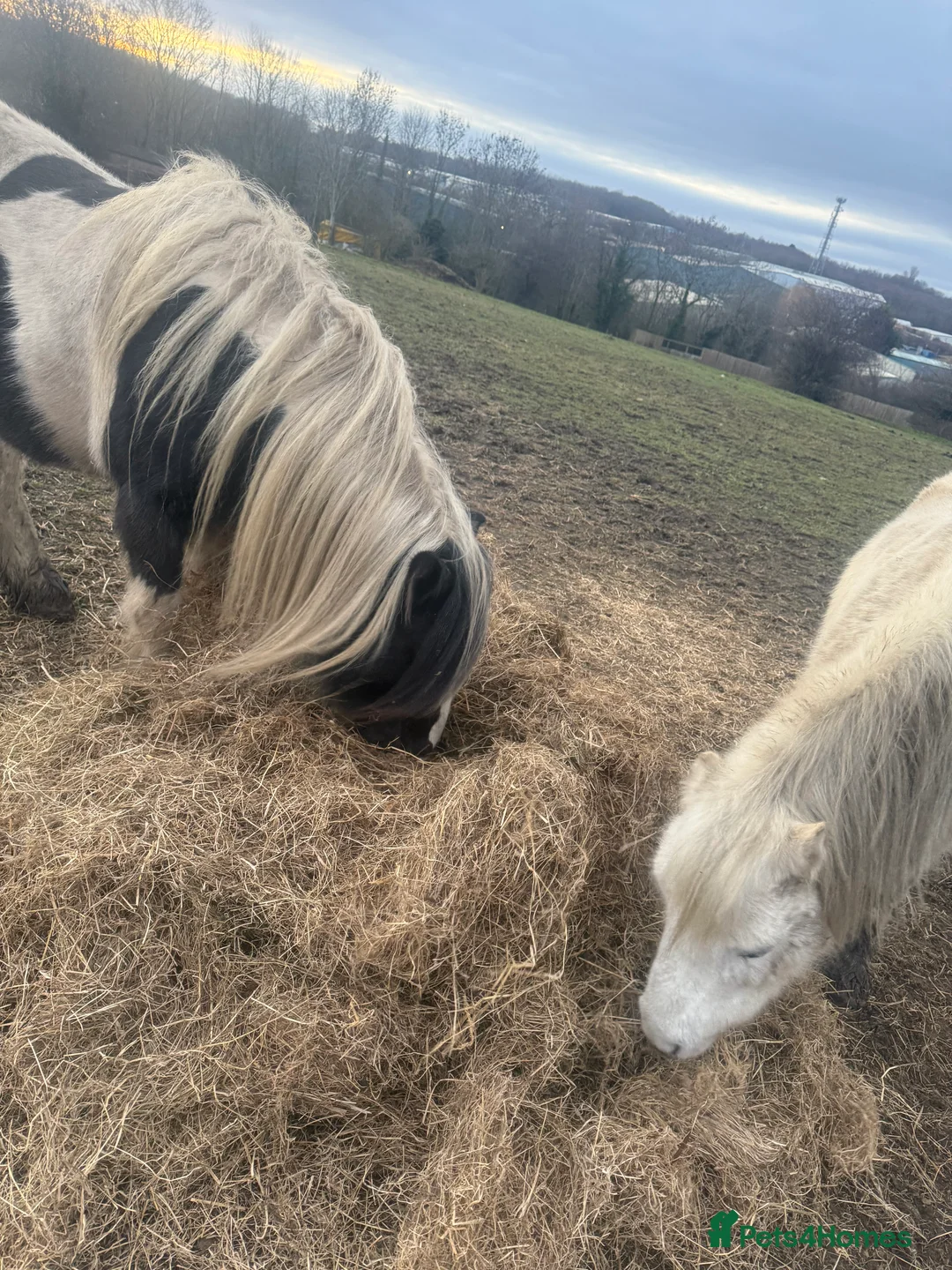 Irish Cob horses for sale: 12hh piebold pony for sale - Advert 2