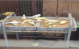 Canaries birds for sale: Canaries - Image 3