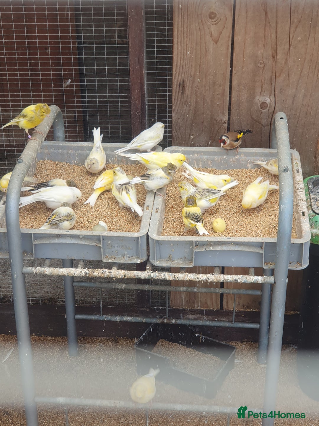 Canaries birds for sale: Canaries - Image 3
