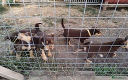 Mixed Breed dogs for sale: Kelpiexcollie puppies - Image 5