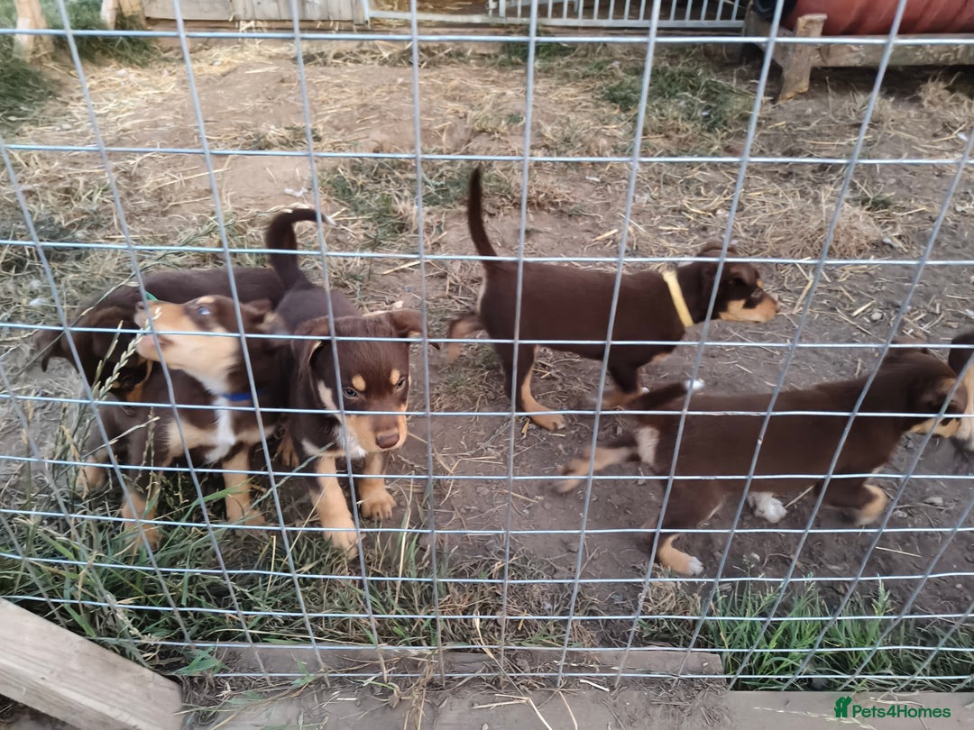 Mixed Breed dogs for sale: Kelpiexcollie puppies - Image 5