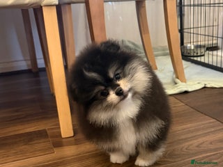 Pomeranian dogs Pomeranian puppy for sale - Advert 4