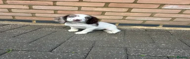 Pup 3 
