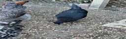 Chickens poultry for sale: Coloured laying POL hens - Advert 4