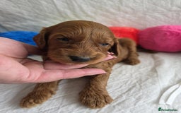 Mini Goldendoodle dogs for sale: 👑Superb Rare Toy/Mini Deepest Red Goldendoodles👑 - Image 21