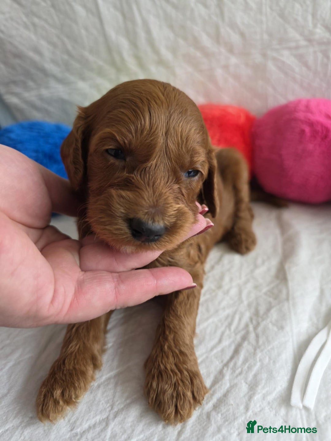 Mini Goldendoodle dogs for sale: 👑Superb Rare Toy/Mini Deepest Red Goldendoodles👑 - Image 21