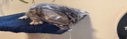 Bengal cats for sale: Stunning Bengal Kittens | TICA Bloodlines - Advert 6