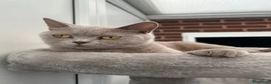 British Shorthair 1