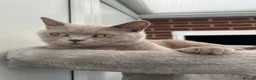 British Shorthair cats for sale: Gorgeous lilac British shorthair  - Advert 9