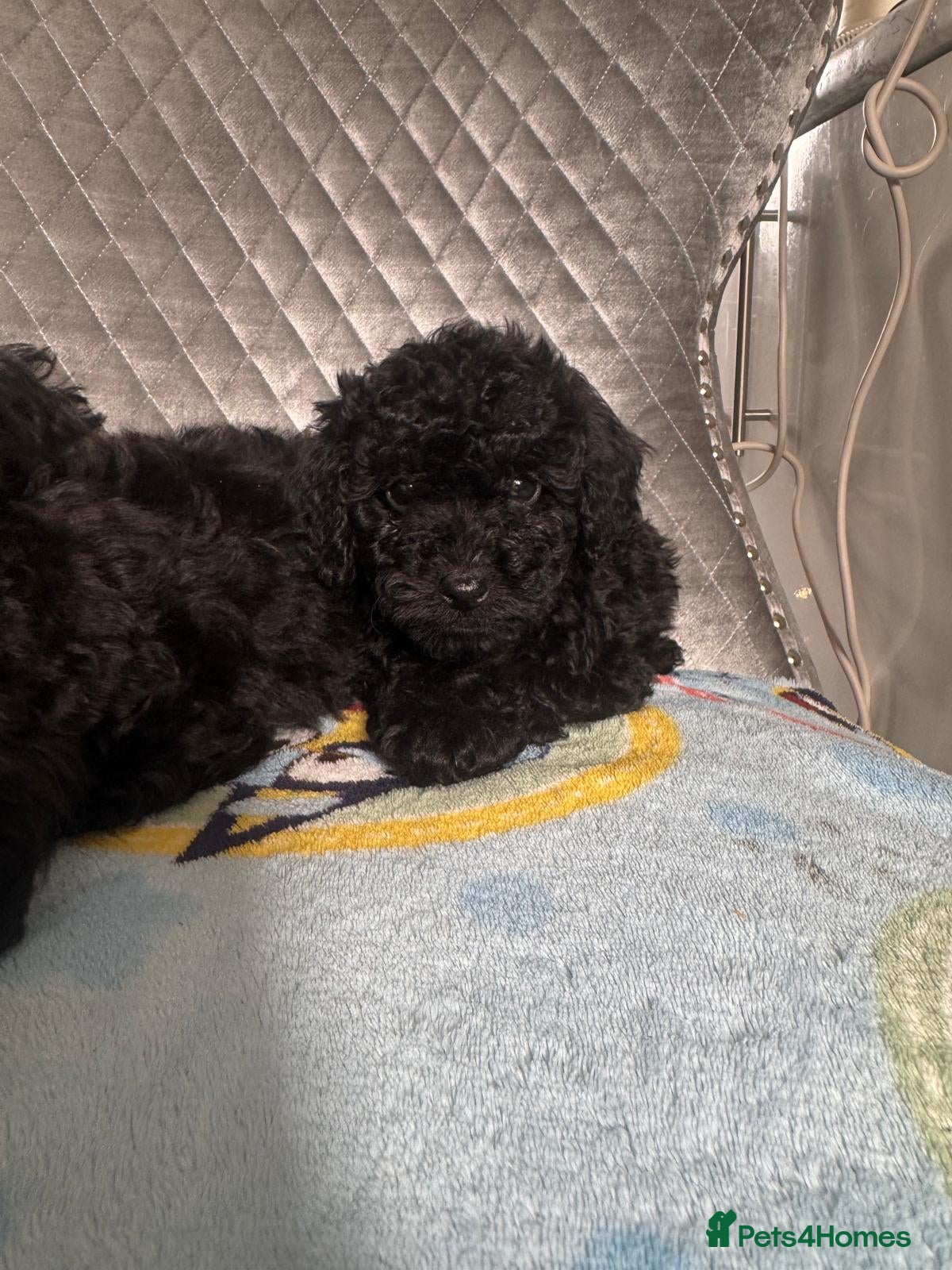 Poodle dogs Miniature poodles - Advert 1
