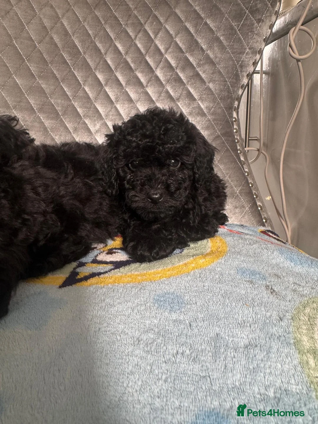 Poodle dogs for sale: Miniature poodles in Newbury - Advert 1