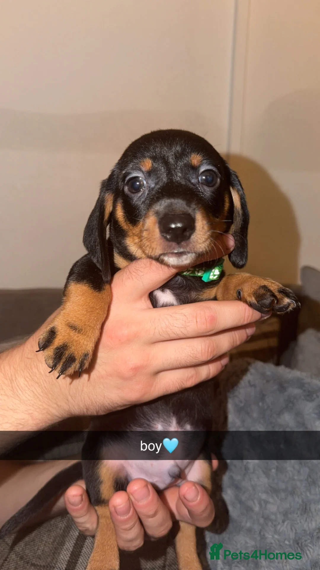 Dachshund dogs for sale: Dachshund puppies for sale❤️ in Colne - Advert 6