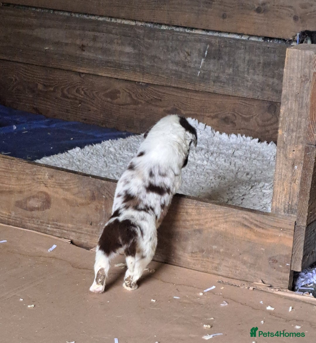 Mixed Breed dogs for sale: Mixed breed rainbow of colours  - Image 15